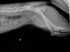 -拜鲁耶动物诊疗中心·宠家动物医院