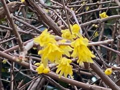 -证大大拇指广场(芳甸路店)