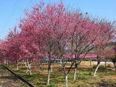 -天适樱花悠乐园