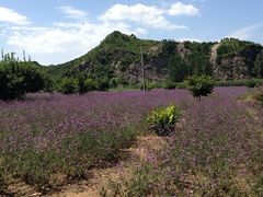 -紫海香堤香草艺术庄园