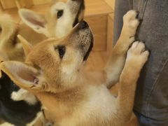 -喜柴咖啡·柴犬狗咖
