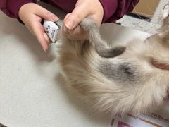 -瑞派康怡24h宠物医院·犬猫医疗中心·微创绝育(瑞景分院)