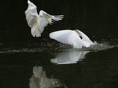 -新江湾城公园