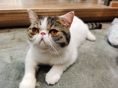 -瞄一喵猫咖(格力海岸店)