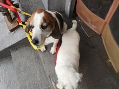 -东泰祥生煎馆(重庆北路店)