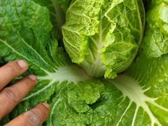 白菜-永兴食杂店烘焙坊(新年蛋糕店)