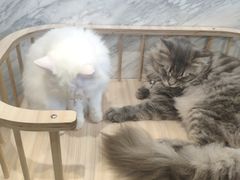 -楼上猫咖(罗湖店)