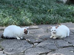 -西园寺素食(西园弄戒幢律寺店)