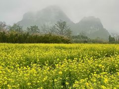 -靖西鹅泉风景区