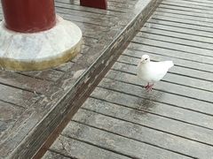 -祥龍斋清真食府