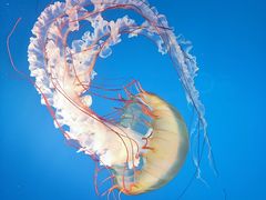 -太平洋海底世界