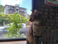 -豆逗聊愈猫阁Easy Life