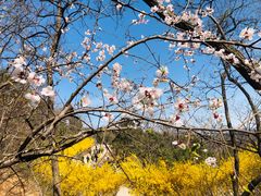 -北京西山国家森林公园