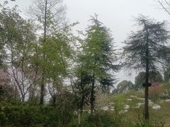 -南山植物园