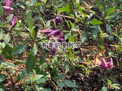 -中国科学院西双版纳热带植物园