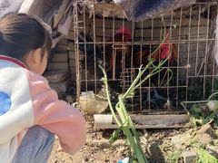 -大自然农场蔬菜草莓采摘园