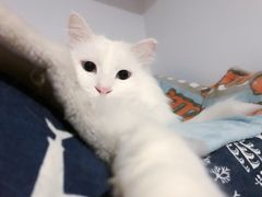 -艾贝尔宠物医院·24H转诊中心·肿瘤猫专科(江宁双龙店)