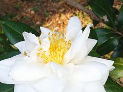 -中国科学院华南植物园