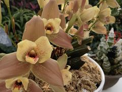 -北京植物园-展览温室