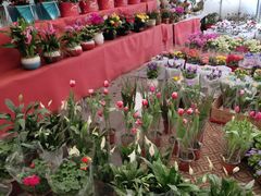 -龙大花卉苗木市场