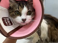 -瑞派动物医院·绝育·犬猫全科·预防医学(光景江南中店)