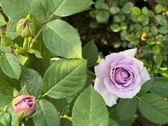 -金陵花卉交易市场