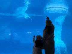 -海合安武汉极地海洋公园