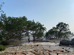 -宝安西湾红树林湿地公园