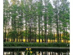 -上海共青森林公园