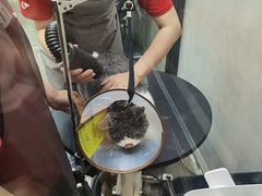 -PETKIT 小佩宠物·低压洗护·美容·寄养(安远店)