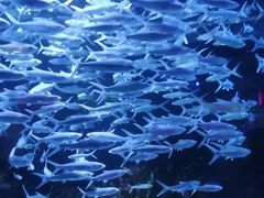 -正佳极地海洋世界