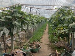 -马陆小张葡萄园农家乐