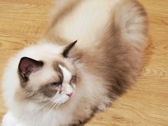 -1013 PET SHOP精品宠物商店(丁香店)