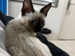 -佳雯宠物医院·皮肤科·内外科(春晓路分院)