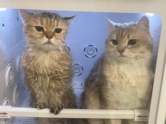 -猫宠乐园·专业洗护