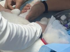 -纳吉亚猫专科动物诊疗中心(蒋宅口分院)