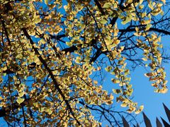 -三里屯东五街银杏大道