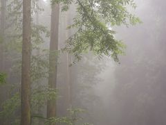 -山王坪喀斯特国家生态公园