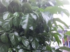 -金科花卉市场