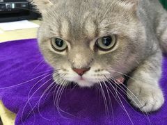 -瑞鹏宠物医院·骨科·猫科·内科(第一中心)