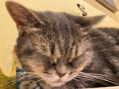 -猫色咖啡·猫咖