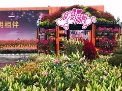-荷兰花海