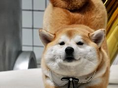 -柴务处·柴犬主题狗咖