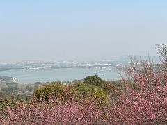 -香雪海