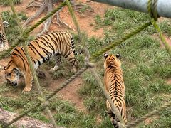 -西霞口神雕山野生动物世界