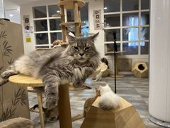 -楼上猫咖(罗湖店)