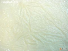 热双皮奶皮质感-义顺牛奶公司