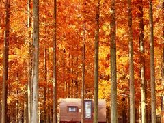 -黄海国家森林公园