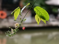 -喜洲吧·江畔老船厂·庭院餐厅(喜临院店)
