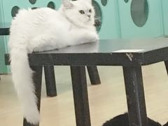 -萌喵宠狗爱心宠咖